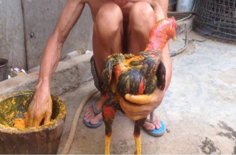 Chăm sóc và hồi phục sau huấn luyện