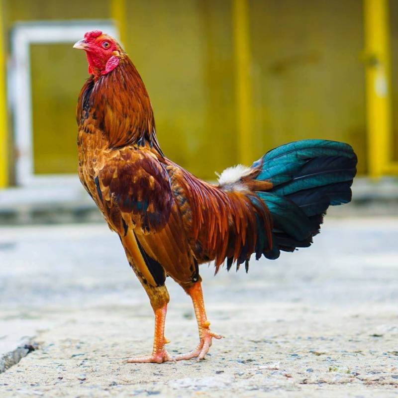 Chọn giống gà đá tốt – bước đầu tiên để tạo nên chiến kê