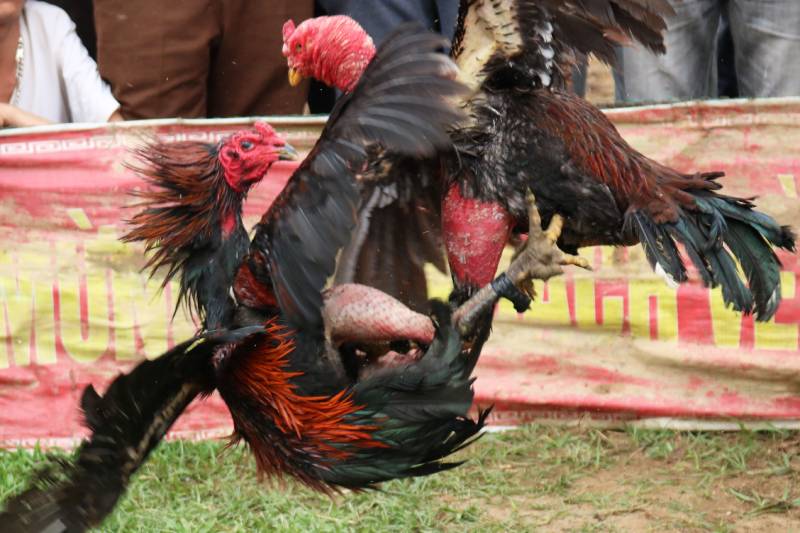 Da Ga Mien Bac – Tinh Hoa Ga Don Va Ca Cuoc Truyen Thong