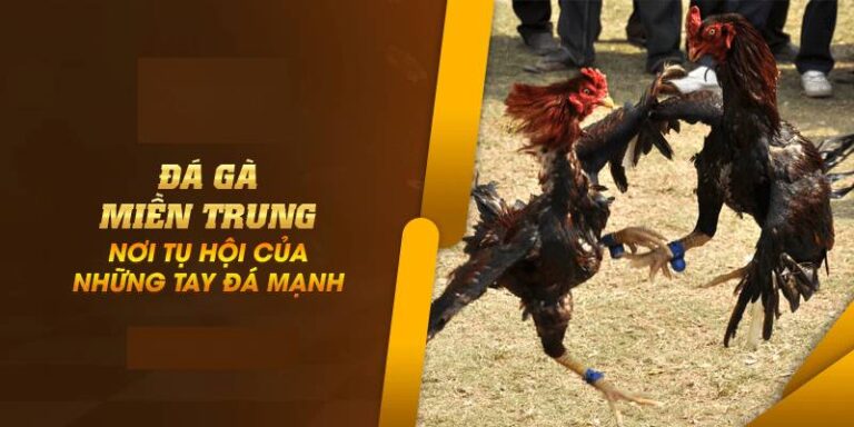 Da Ga Mien Trung – The Gioi Chien Ke Mau Lua Giua Long Nang Gio