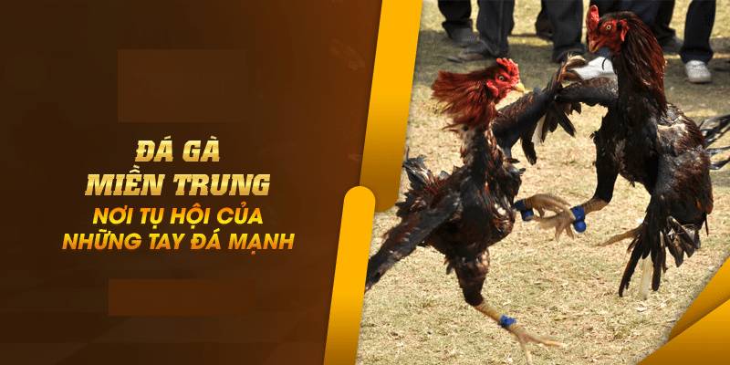 Da Ga Mien Trung – The Gioi Chien Ke Mau Lua Giua Long Nang Gio