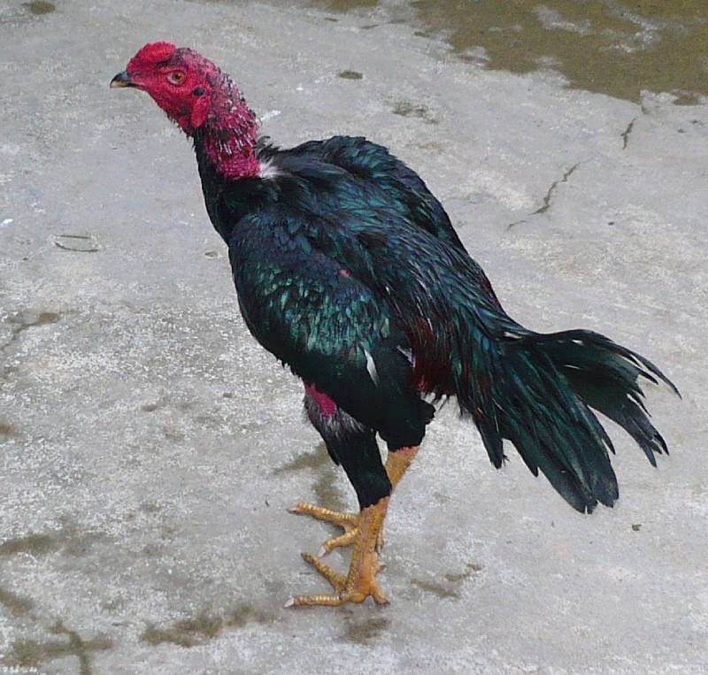 Đặc điểm nổi bật của gà nòi