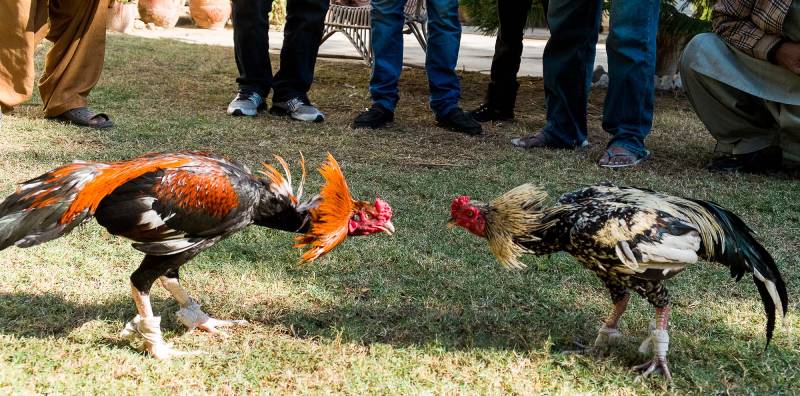 Đọc dáng gà – nhìn là biết mạnh yếu