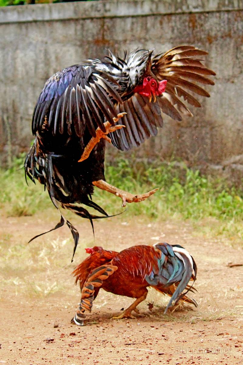 Hình thức cá cược phổ biến