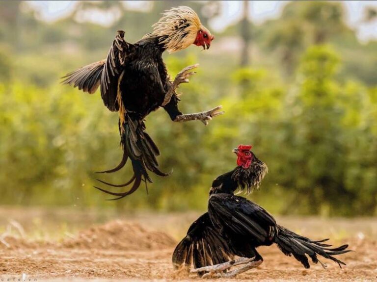 Kinh Nghiệm Cược Đá Gà Cựa Tròn – Cách Bắt Kèo Chuẩn, Thắng Lớn