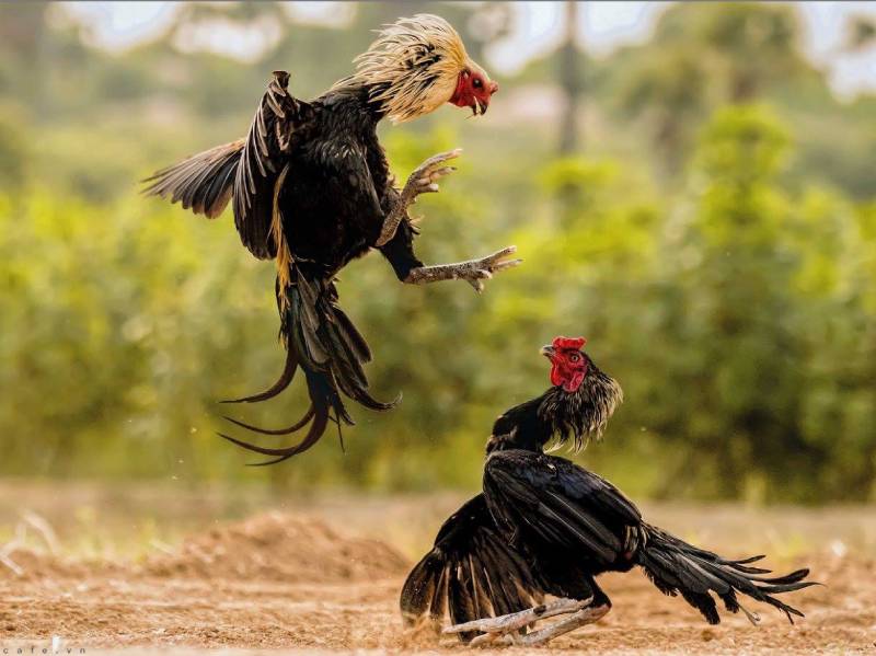 Kinh Nghiệm Cược Đá Gà Cựa Tròn – Cách Bắt Kèo Chuẩn, Thắng Lớn