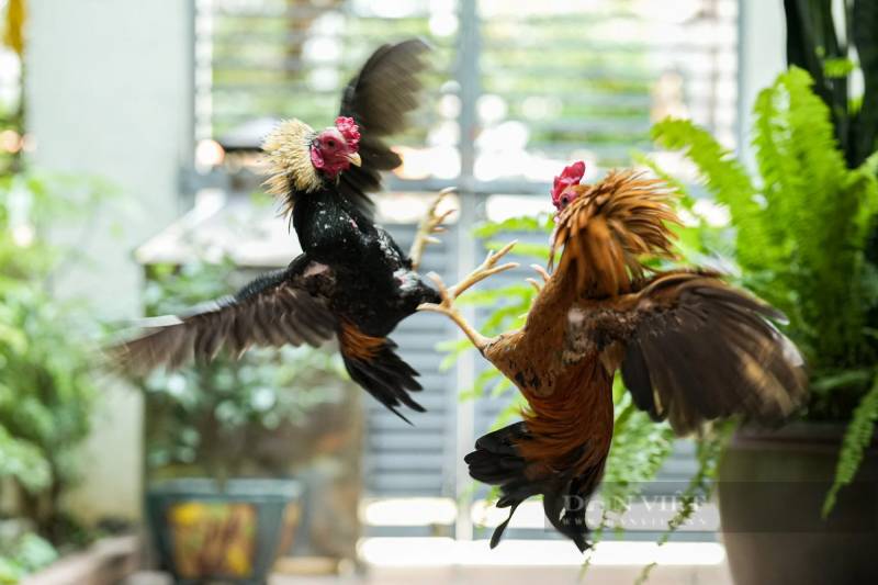 Luật chơi và quy tắc đá gà miền Trung