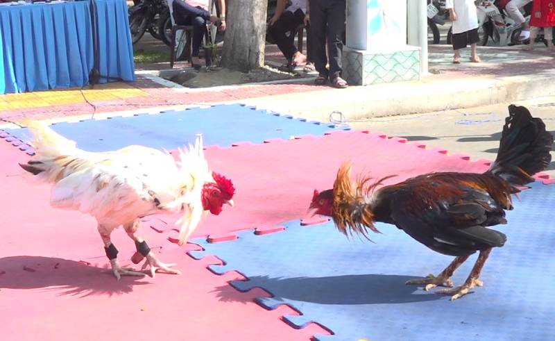 Những lễ hội đá gà nổi bật miền Bắc
