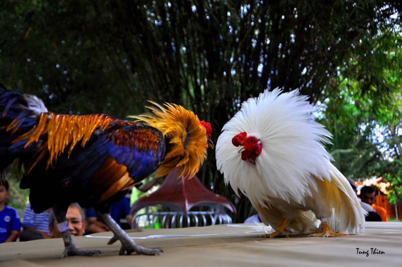 Những trường gà nổi bật ở miền Tây