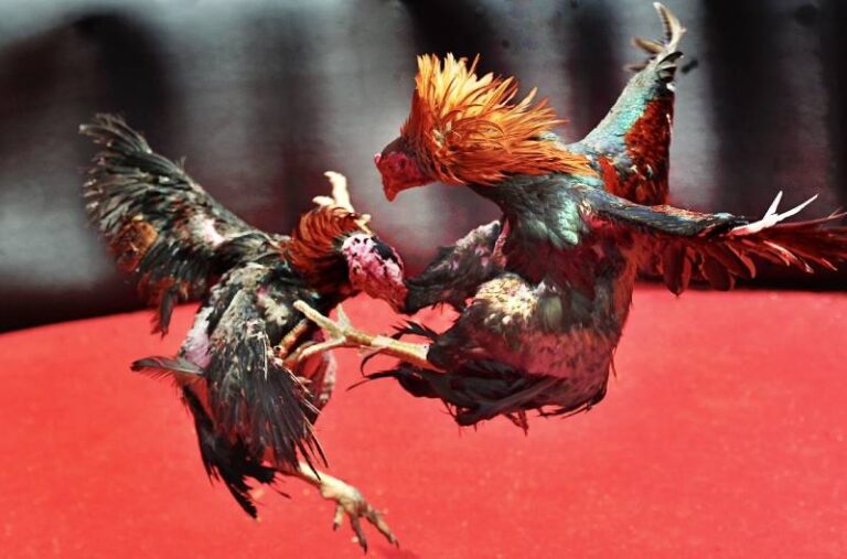 Xem Ngay Da Ga Chuan Phong Thuy Giup Tang Ti Le Thang Do